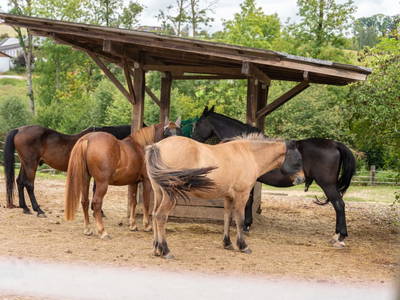 Bild 96 aus  Reiterhof Pfleger