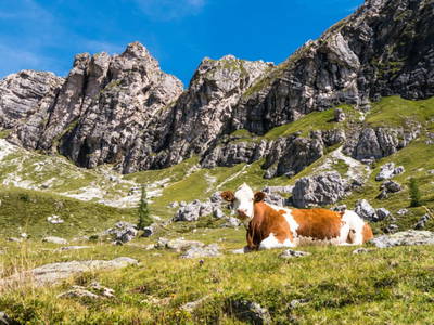 Bild 91 aus  Familienhotel-Gasthof Hinteregger