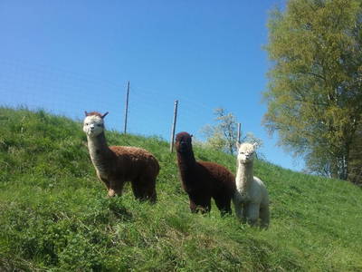 Bild 4 aus  Sweet Home Alpacas