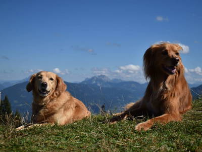 Bild 72 aus  Jagahütte