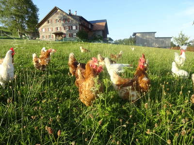 Bild 2 aus  Birkenhof