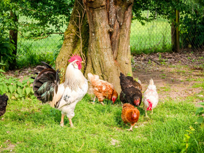 Bild 48 aus  Panoramahof