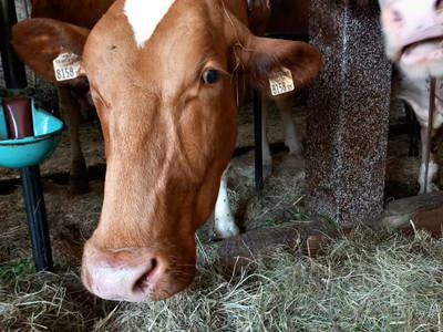 Bild 12 aus  Bio-Bauernhof Vordergschwandtgut