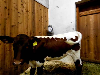 Bild 24 aus  Feriengut Hasenau