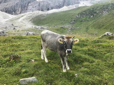 Bild 115 aus  Alfaierhof & Bergheimat