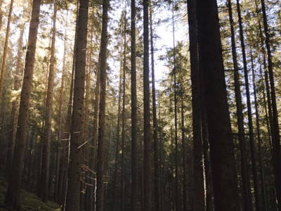 Bild 114 aus  Heselehof