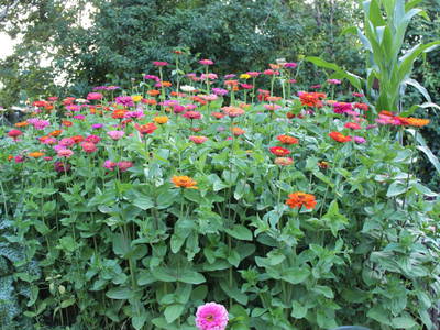 Bild 53 aus  Ferienhaus Weinmeyer 