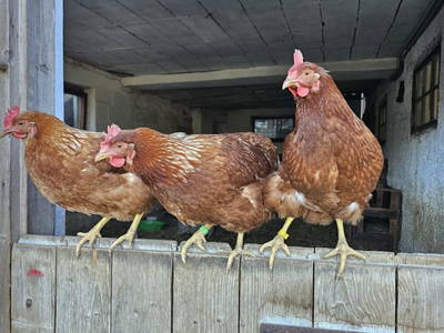 Bild 29 aus  Pfleger Ranch am Schönegg Gut