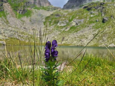 Bild 37 aus  Almhütte Pucher
