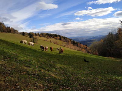 Bild 22 aus  Almbauer