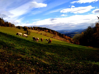 Bild 17 aus Almbauer