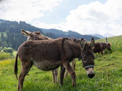 Bild 34 aus  Göttfriedbauer