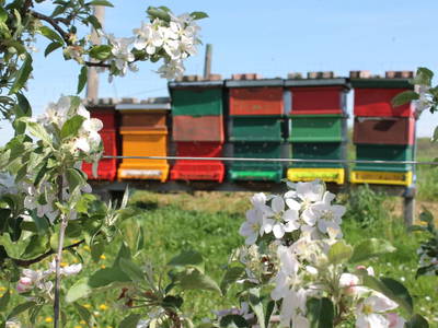 Bild 31 aus  Brandl Obstbauernhof 