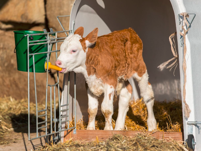 Bild 11 aus  Stoffnerhof