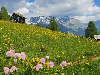 Bild 155 aus Riatschhof