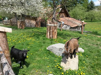 Bild 41 aus  Ofnerhof  Gruber Manfred und Birgit