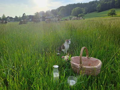 Bild 38 aus  Obergrünwaldgut