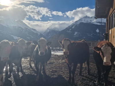 Bild 10 aus  Harlandhof