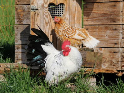 Bild 45 aus  Feldlhof