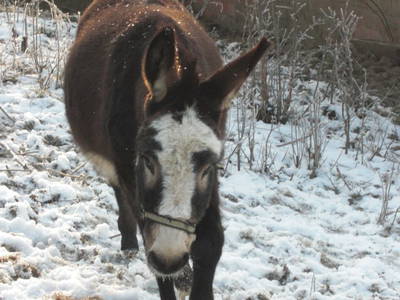 Bild 21 aus  am Jaukhof Fam. Stiendl