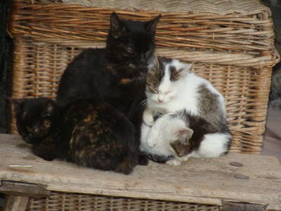 Bild 74 aus  Bauernhof  Wernhof