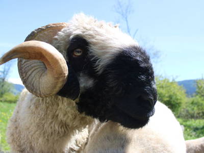 Bild 36 aus  Meissnitzerhof