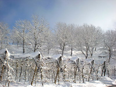 Bild 39 aus Apfelhof