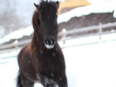 Bild 81 aus  Haus Saling