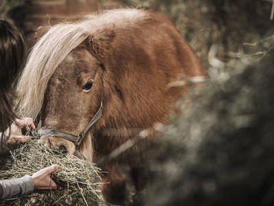 Bild 27 aus  Farm Resort Geislerhof - Private Chalets