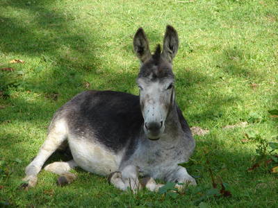 Bild 17 aus  Hof Wieser - Kinderbauernhof