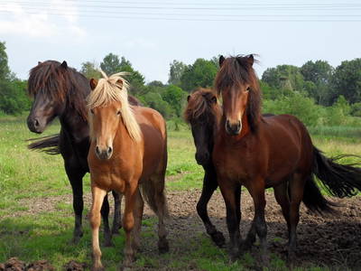 Bild 22 aus  Hubertushof Steidle