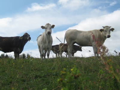 Bild 29 aus  Größingalm