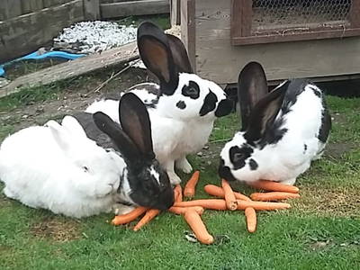 Bild 92 aus  Alpenhof Grafleiten