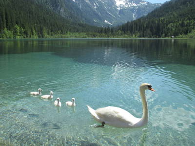 Bild 80 aus  Egglbauer