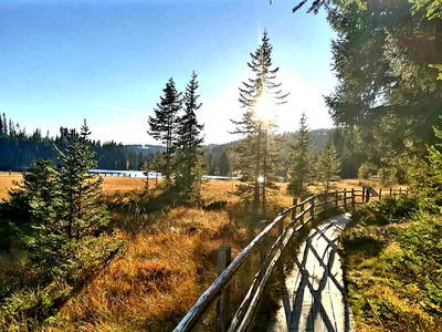 Bild 113 aus  Schwarzenbichlalm