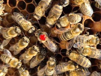 Bild 41 aus  Hof Unterhuben