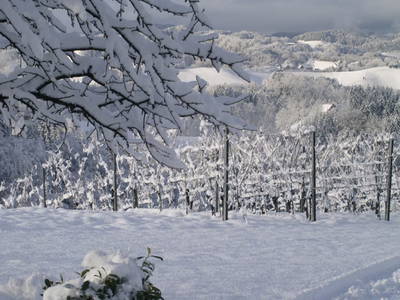 Bild 55 aus  Weingut Dworschak