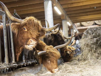 Bild 177 aus  Lacken