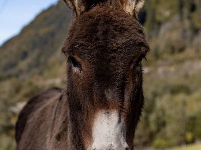 Bild 27 aus  Biohof Mathies