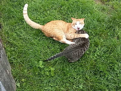 Bild 108 aus  Alpenhof Grafleiten