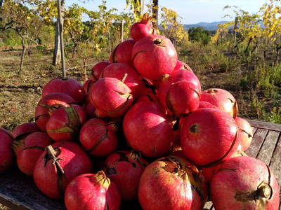 Bild 8 aus  Landhaus in der Toskana