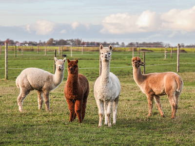 Bild 2 aus  LandSelection Ferien- und Erlebnishof Janssen
