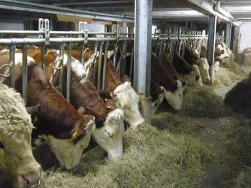 Kühe im Mutterkuhstall  Oktober -Mai