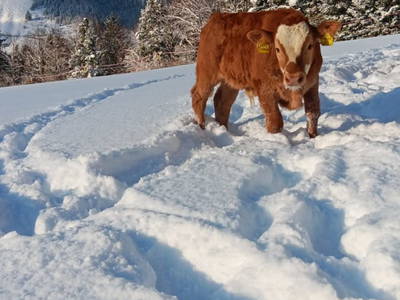 Bild 24 aus  Ferienhaus Untergrünweg