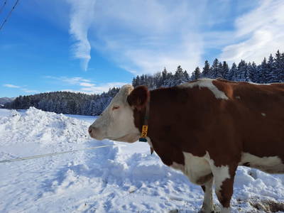 Bild 21 aus  Obergrünwaldgut