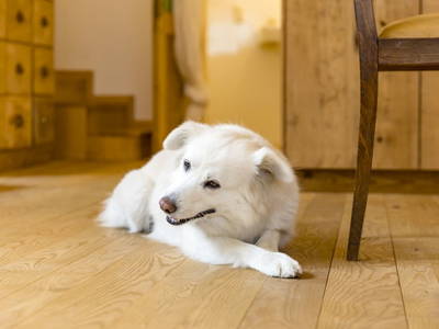 Bild 47 aus  Gästehaus Greisslerei Gösing 