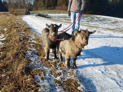 Bild 162 aus  Peinbauerhof