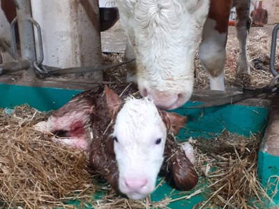 Bild 27 aus  Berghütte Boid