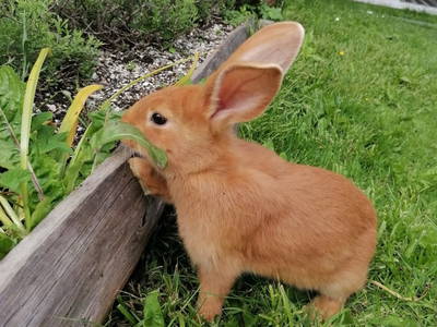 Bild 55 aus  Bauernhof & Erlebnisimkerei Adamk