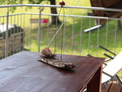 Bild 191 aus  Familienbauernhof Bereuter